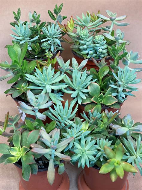 cheapest price for 4 inch succulents bay area